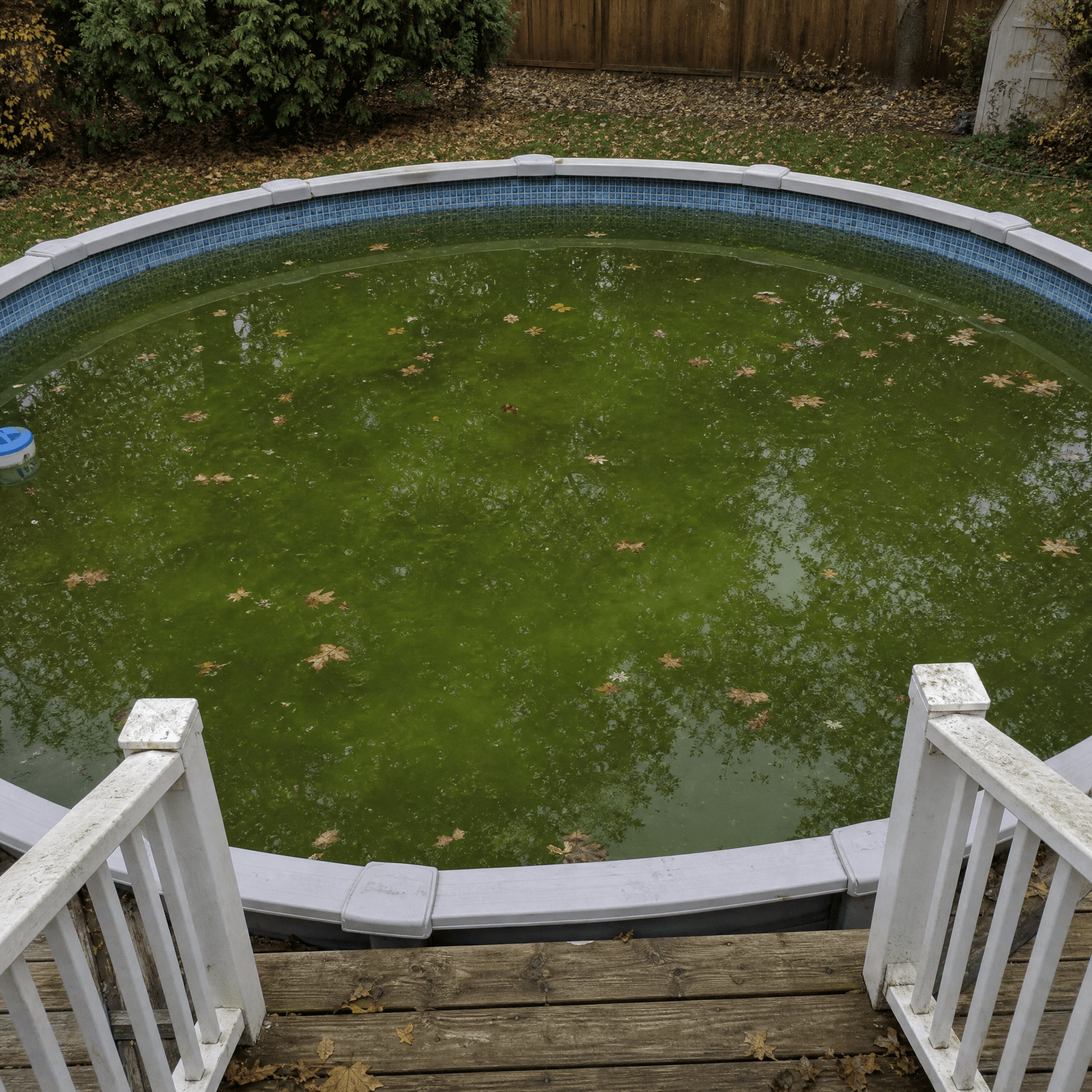 Pool turned green over the winter, ready for Green-to-Clean treatment